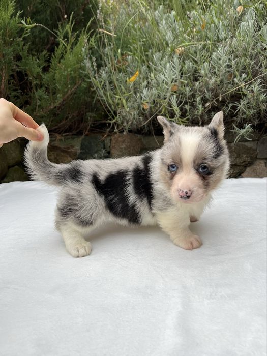 Welsh Corgi Cardigan - piesek Blue Merle