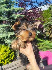 Yorkshire terrier suczka