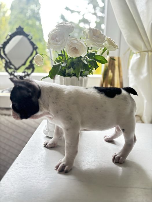Buldog francuski z rodowodem suczka gotowa do odbioru