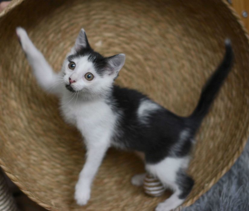 Pianka młoda koteczka szuka domu