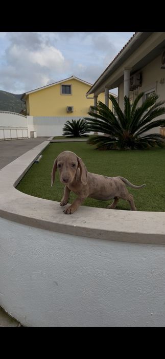 Teckel miniatura fêmea arlequim isabella