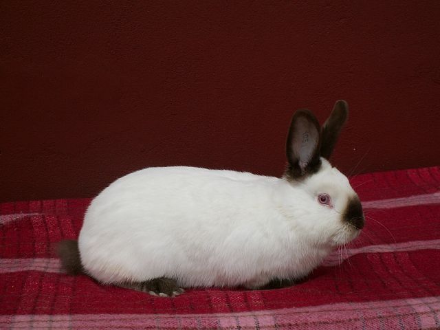 Królik kalifornijski