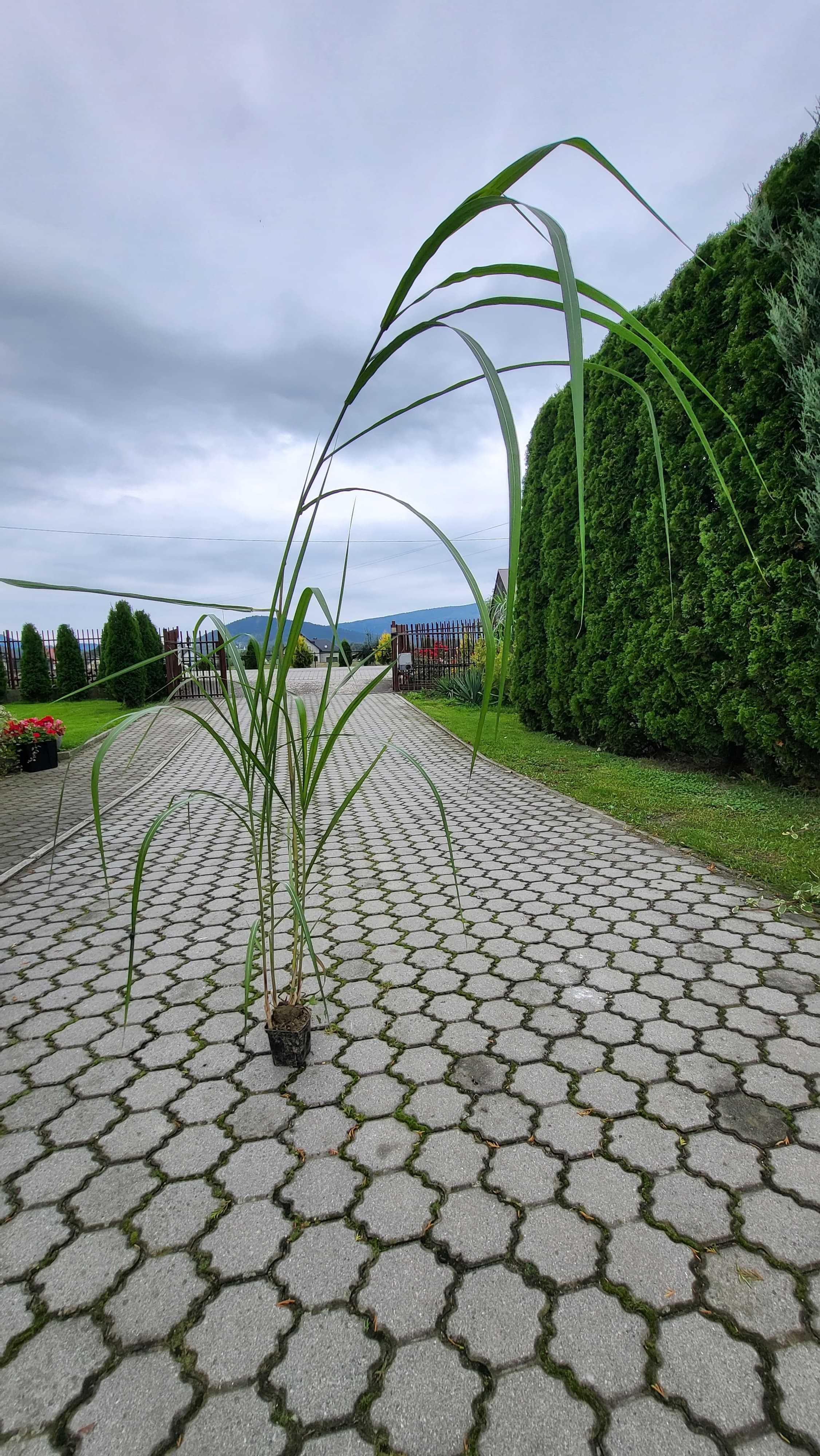 Trawy ozdobne, Trawa Miskant olbrzymi, Laurowiśnia, Ligustr