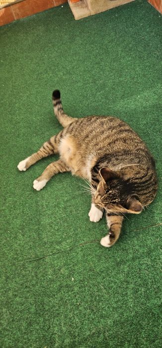 Cicha kotką i nie rysuje mebli