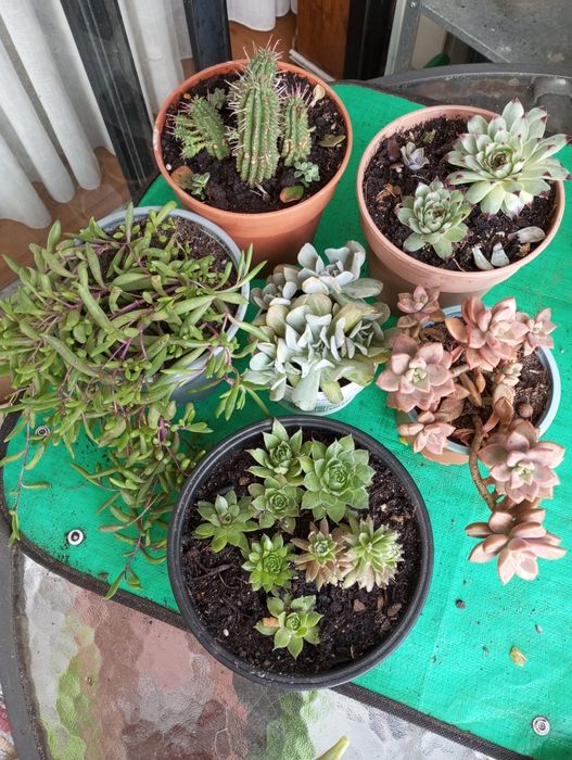Suculentas disponíveis para entrega  1,50€ e2,50€