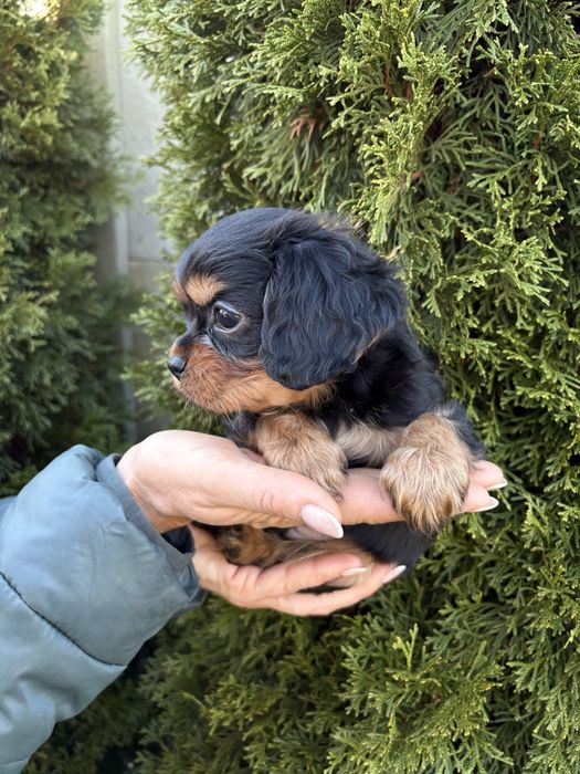 Cavalier King Charles Spaniel