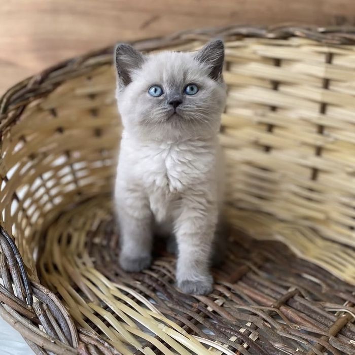 Дуже гарні кошенята