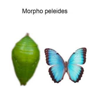 Живые бабочки и куколки бабочек