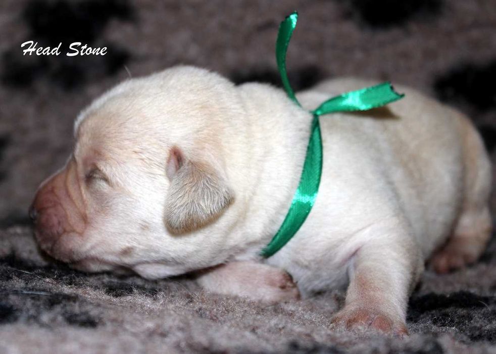 Лабрадор ретривер