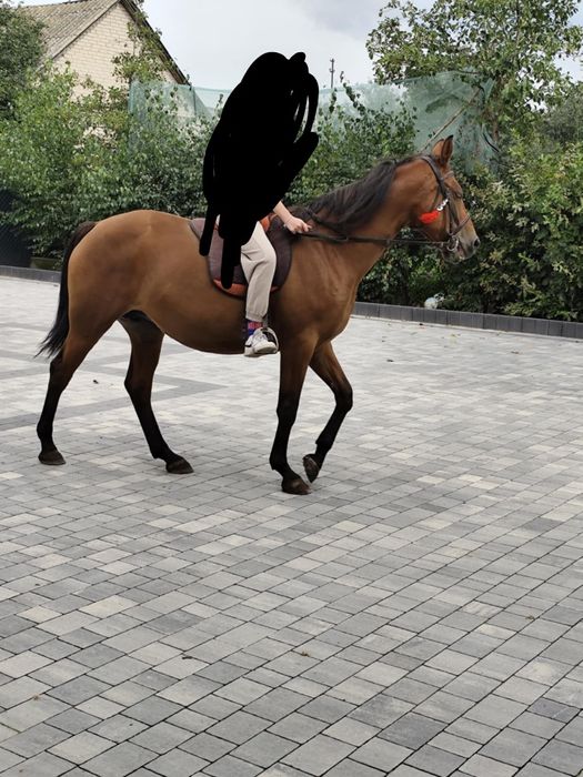 Sprzedam klacz 8 lat