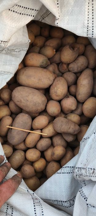 Ziemniaki odpadowe dla zwierząt drobne pasza dla bydła kur świń