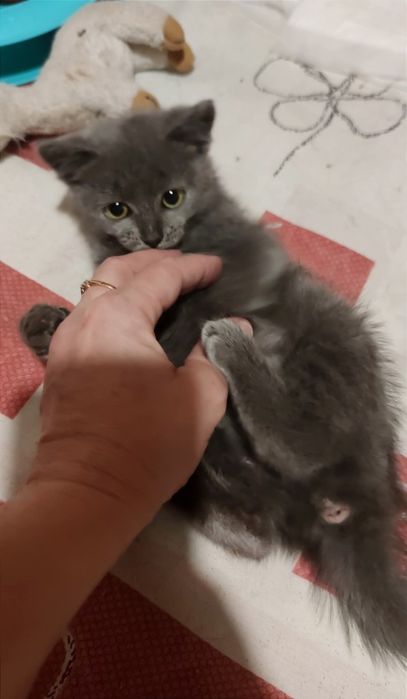 Віддам_ кошеня_ кішки_ леся