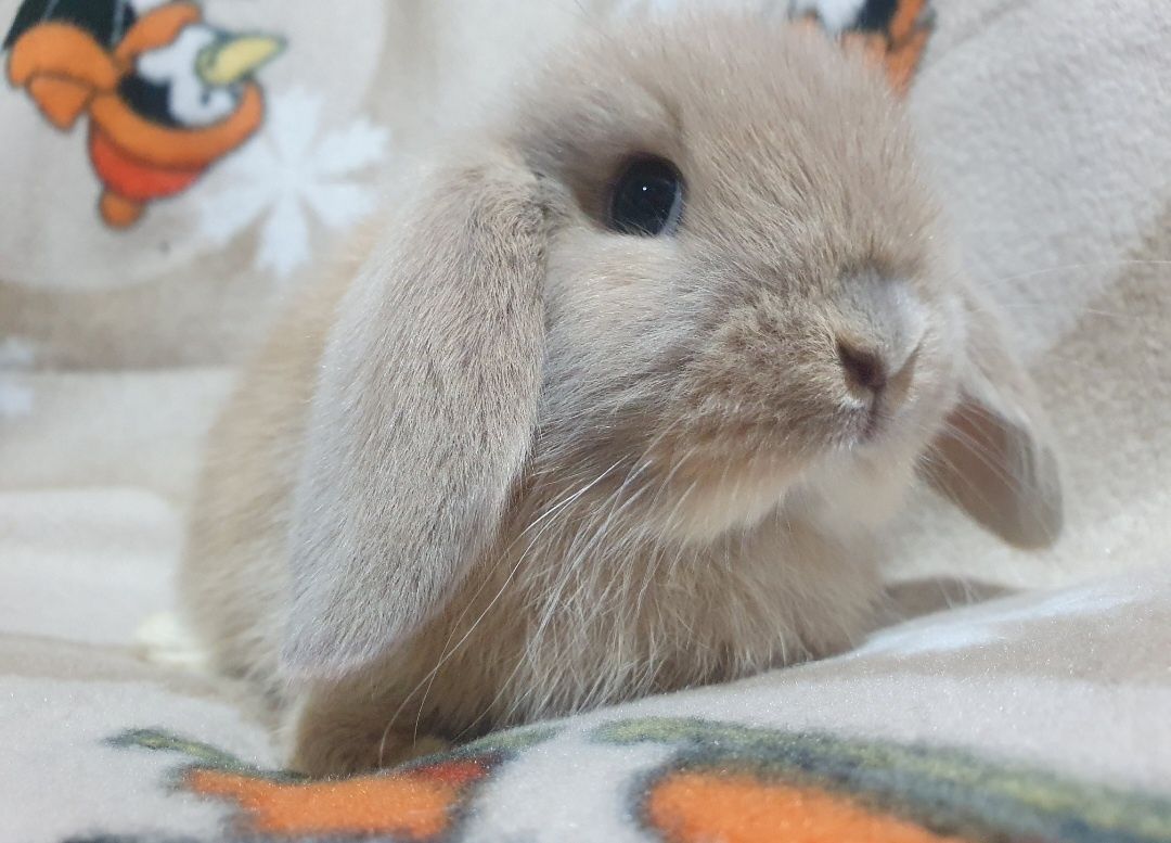 Króliki karzełki Mini lop ,Teddy