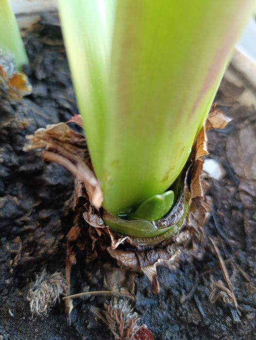 Амариліс, грамофон