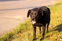 FADO – pies w typie labradora szuka pilnie nowego domu