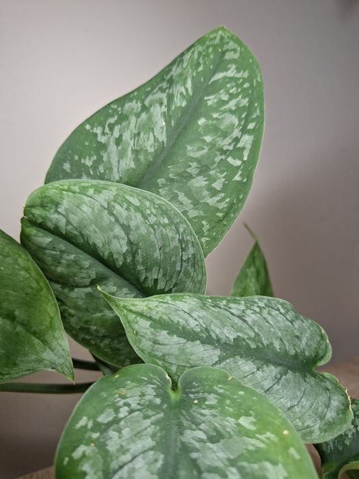 Scindapsus Silver Cloud