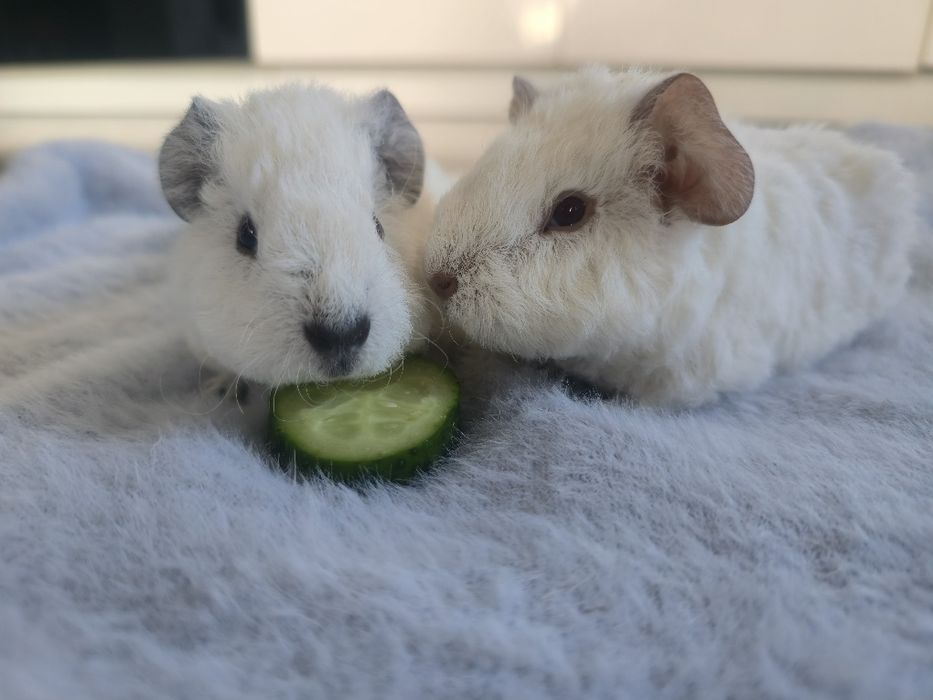 Świnki morskie Us Teddy