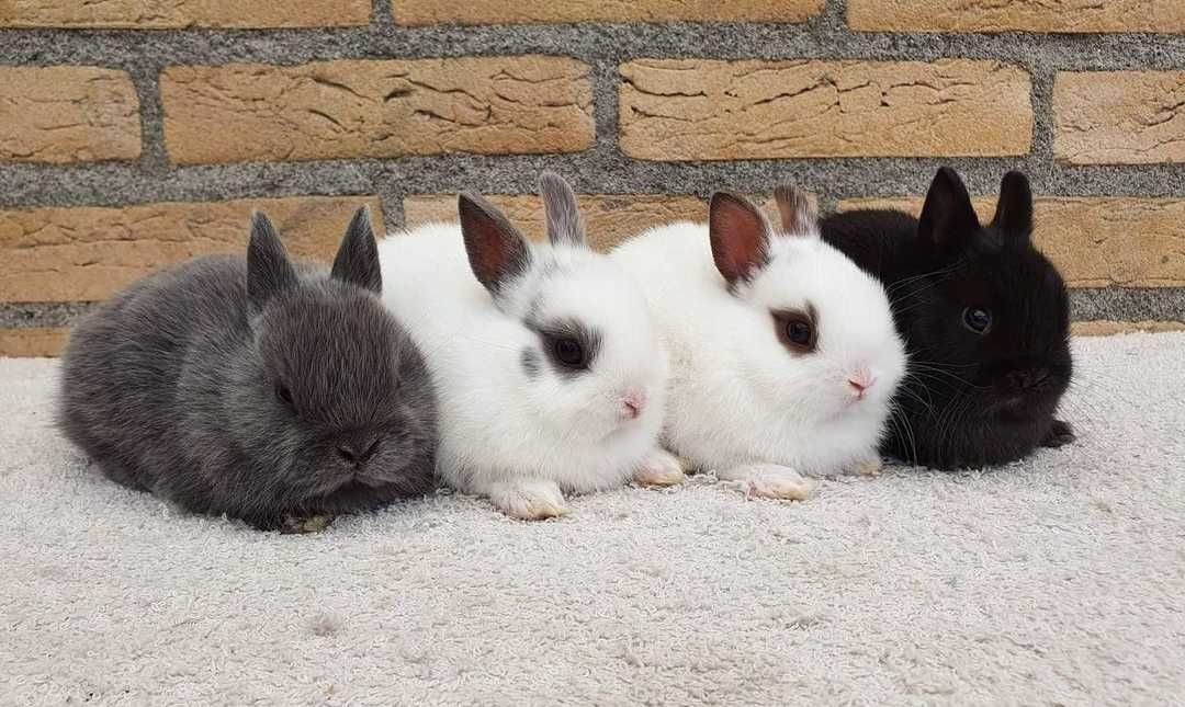 KIT Coelhos anões angorá, minitoy e holandês mini desparasitados