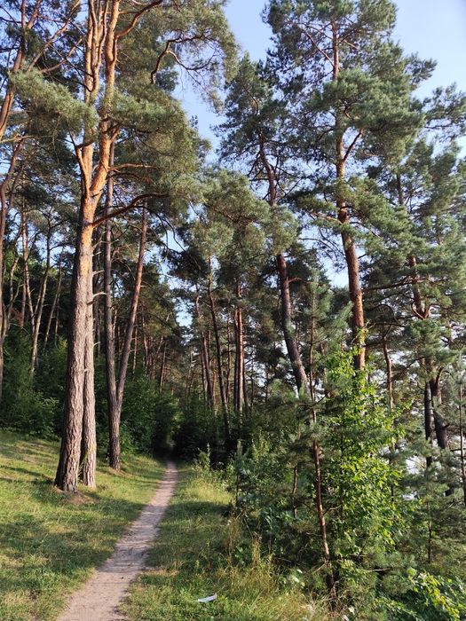 Дача с Івашківці поряд з лісом та ставком