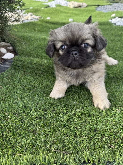 Piquenes maravilhosa exelente linhagem