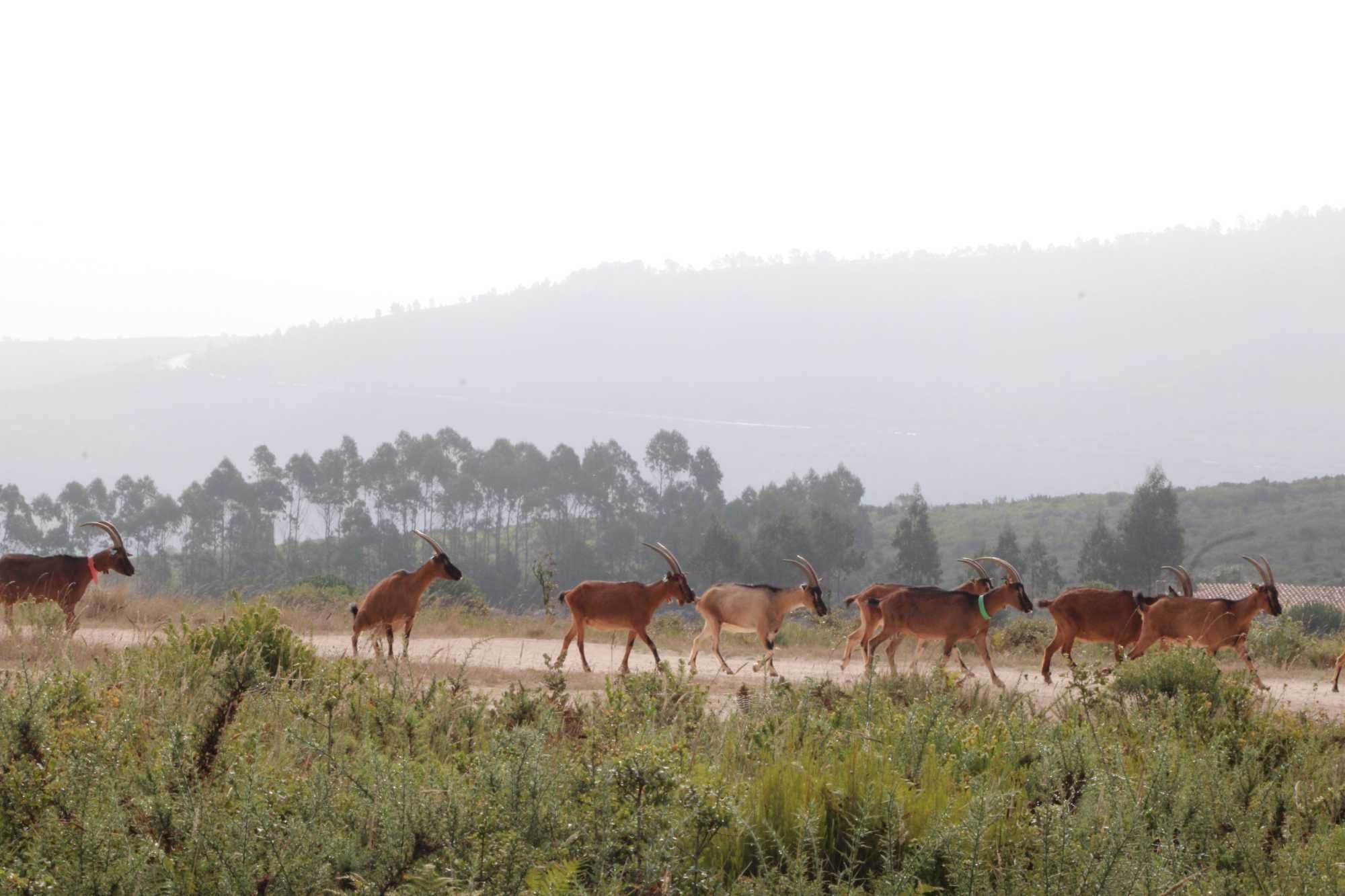 rebanho cabras raça bravia