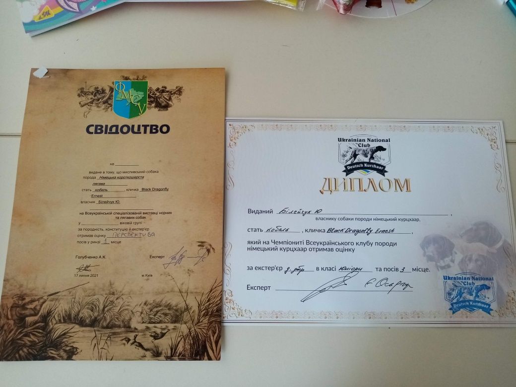 Пропонується в'язка кобеля породи курцхаар