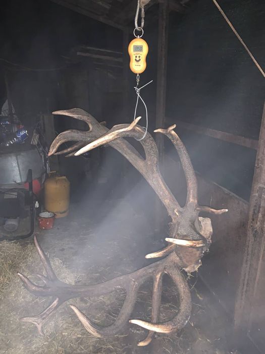 Продам,трофейні роги благородного оленя,
