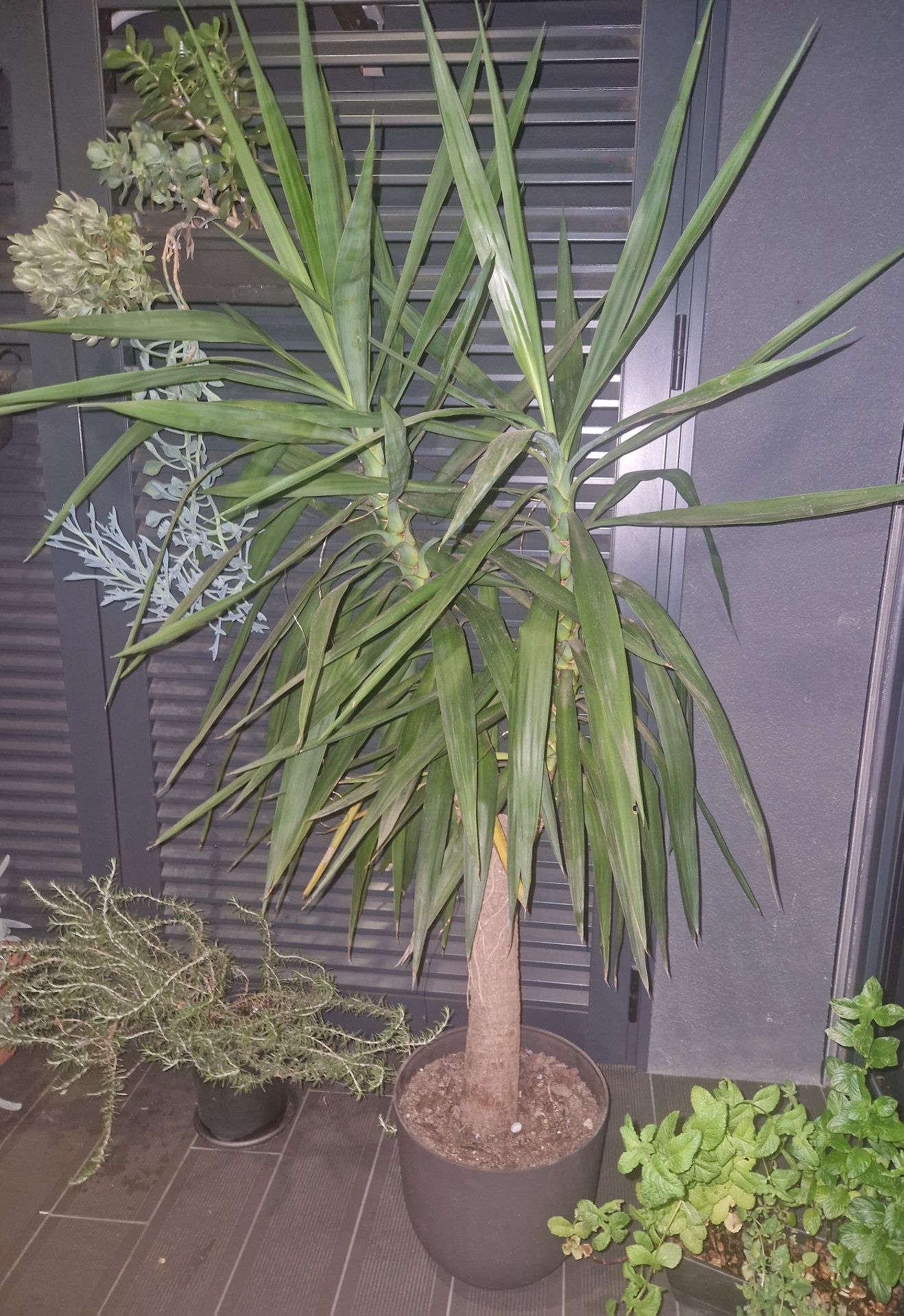 Yucca 1.60m 2 filhos