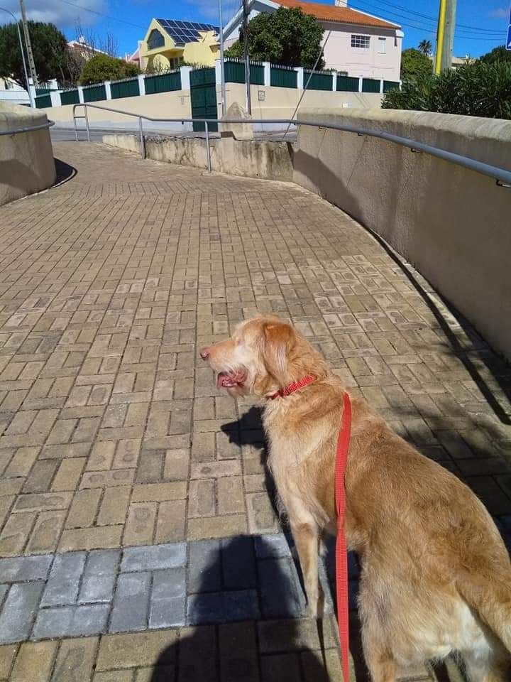 Marley, cão cego a precisar de ajuda