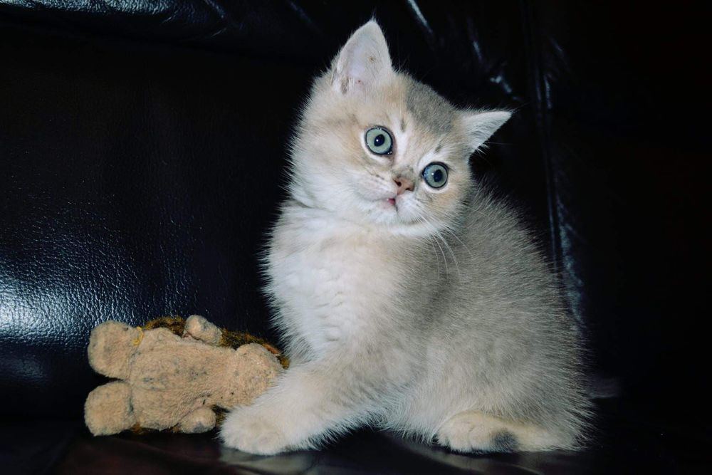 Gatinha British Shorthair Golden Blue