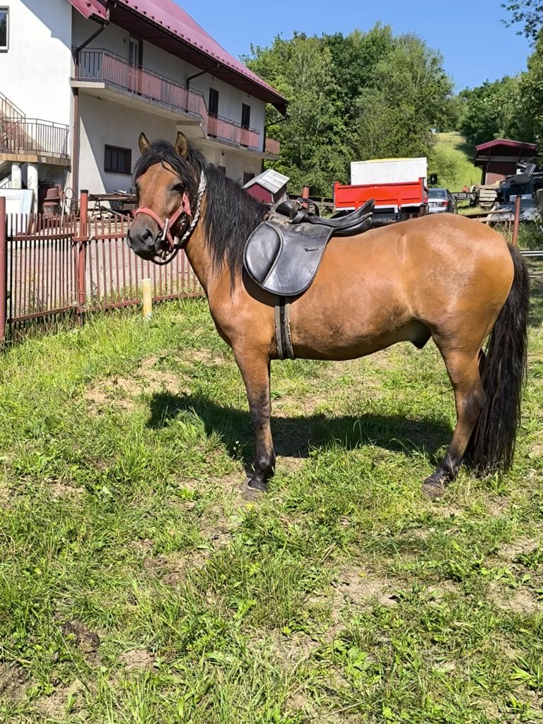 Konie huculskie wałacha
