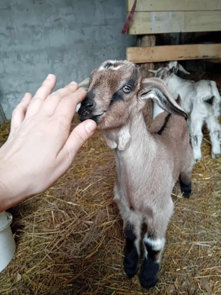 Sprzedam kozę z  młodymi
Sprzedam kozę z trzymiesięcznymi młodymi kózk
