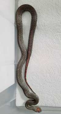 Lampropeltis nelsoni albino wąż węże para