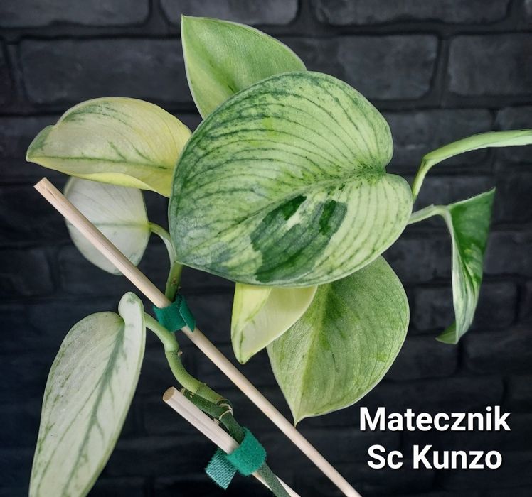 Scindapsus Kunzo #2