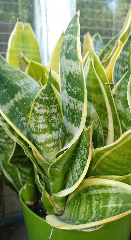 Сансев’єрія з жовтим краєм. Сансевиерия. Sansevieria.