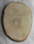 Duży plaster brzozowy o wymiarach 23 cm / 33 cm / 3cm