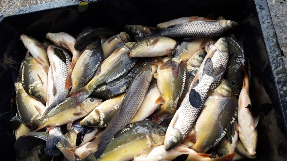 Kroczek karpia i kroczek amura