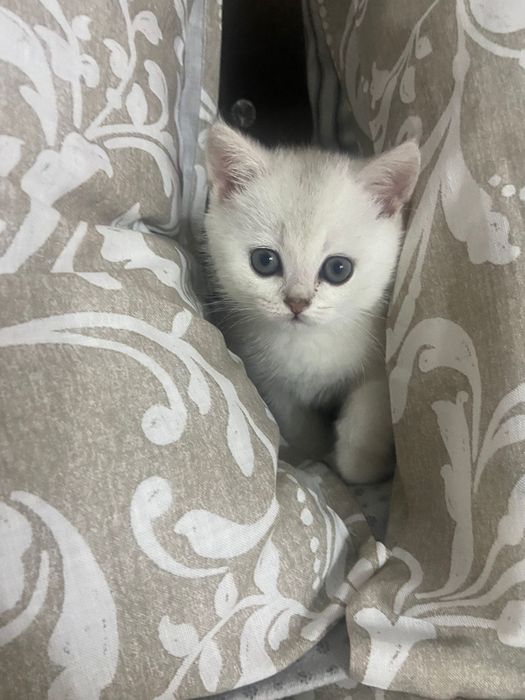 British Shorthair  silver