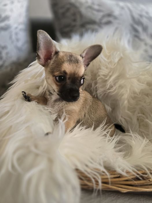 Śliczny krótkowłosy piesek rasy Chihuahua
