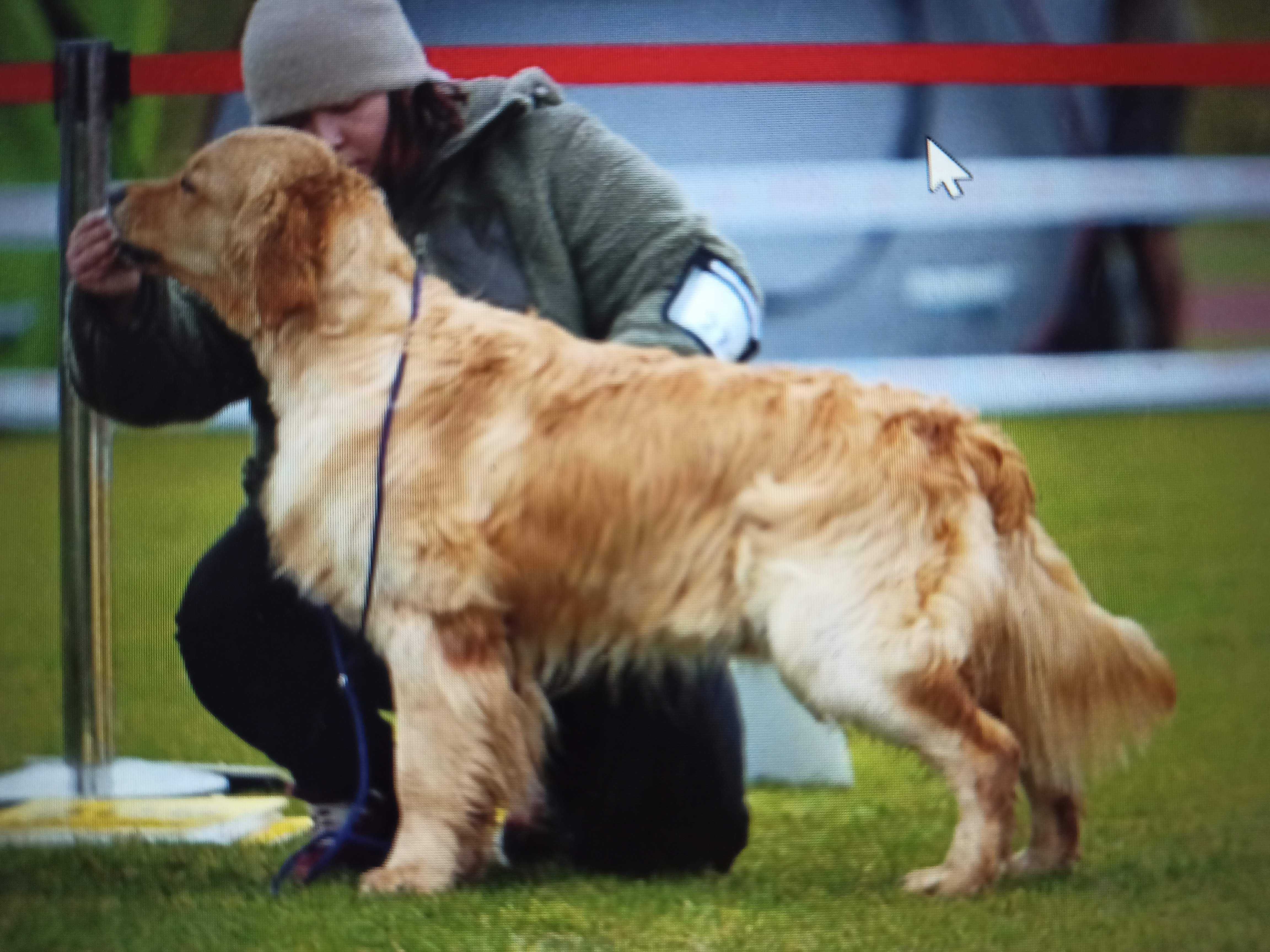 Golden retriever-  złoty piesek FCI