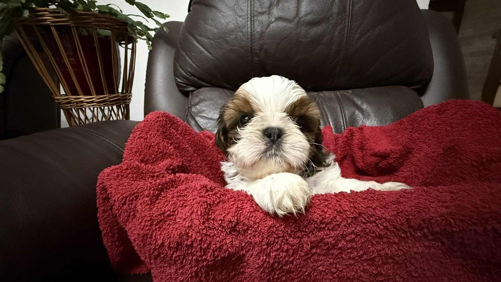 Shih tzu z rodowodem dziewczynka