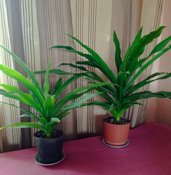 Юкка (драцена) цветущая