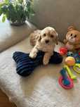 Maltipoo - samczyk