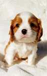 Śliczny piesek Cavalier King Charles Spaniel ZKwP FCI elitarne pochodz