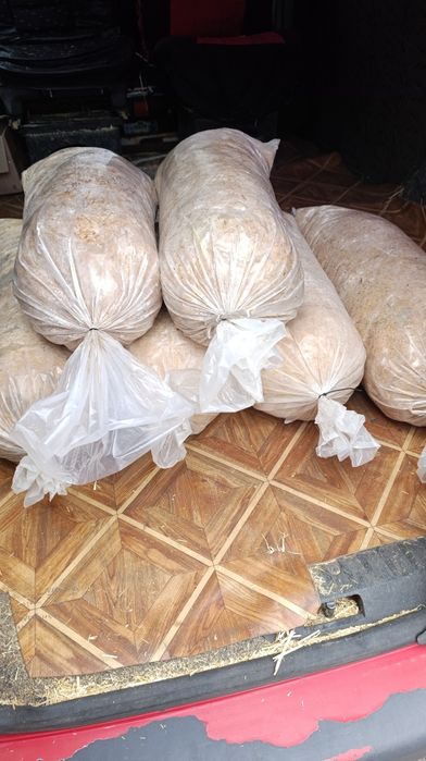 Продам грибные блоки вешенки