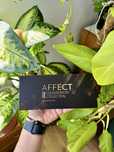 AFFECT paleta do brwi colour brow