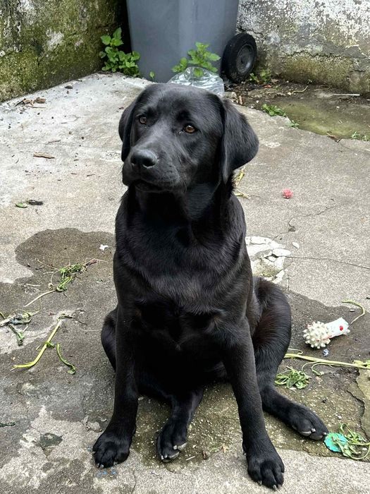 Labradora para adoção
