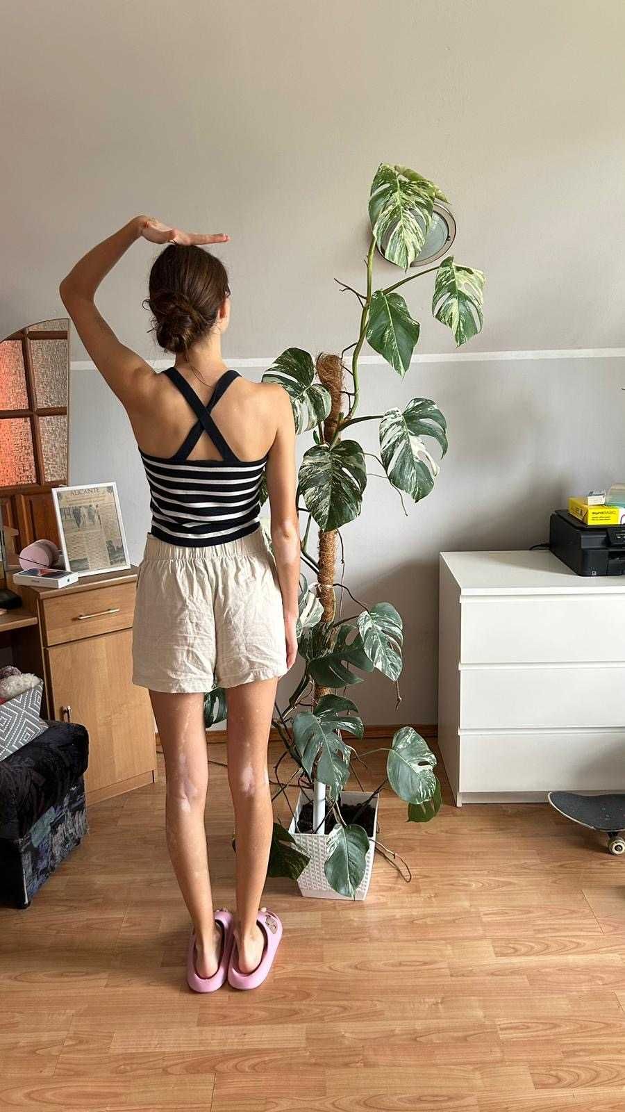 Monstera variegata 2m wysokości