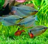 Gourami perola 4 cm
