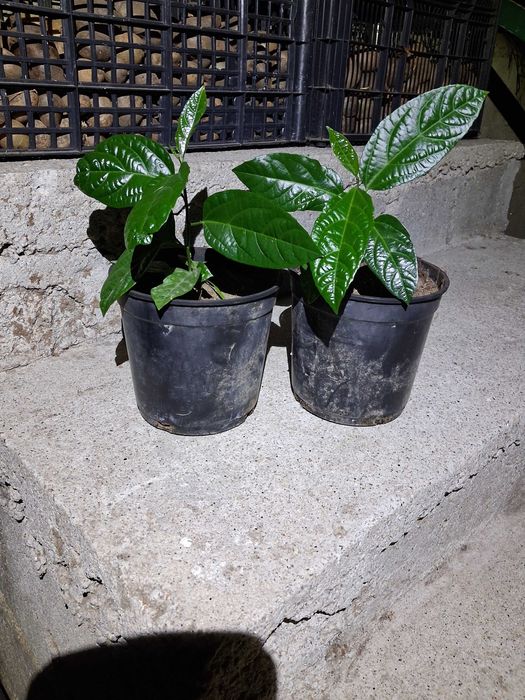 Vendo pes de maracujás